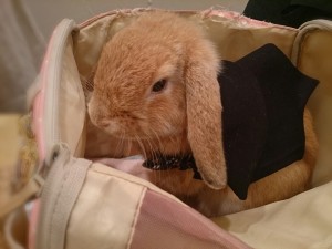 ハロウィン6