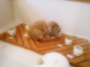 ベル2
