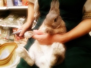 ペロ2