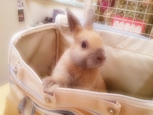 クッキー2