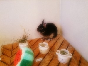 ひじき1