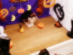 ハロウィン撮影会3