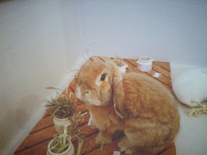 ベル2005