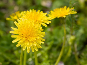 tanpopo4_L
