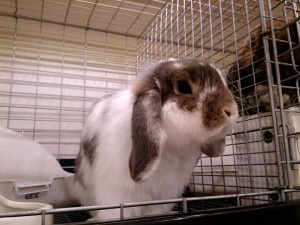 ごはん0129