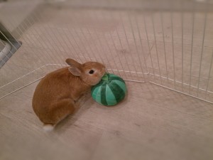 小麦ちゃん1114-2