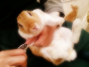 グレース1114-2 (1)