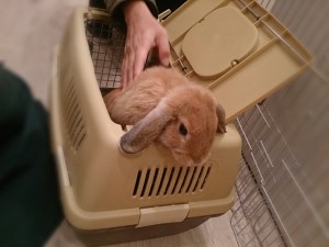 きんちゃん1115-2