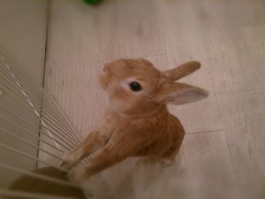 小麦ちゃん1114-1