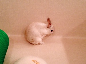 はなくん0116-2