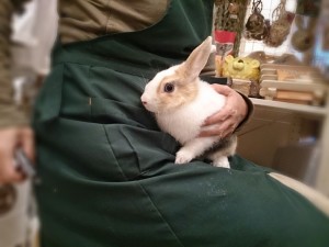 ぴょんきち0112-2