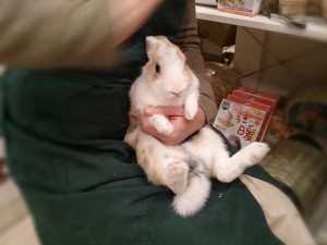 ぴょんきち0112-1