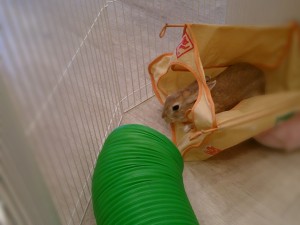 ブースカ0113-1
