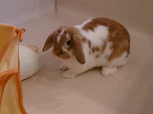 あんず0211