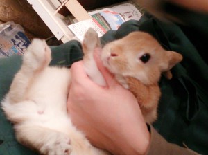 タラ0222-2