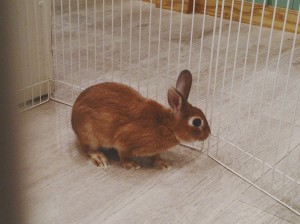 もなか0207-2