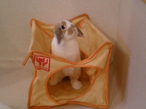 宗次郎0214