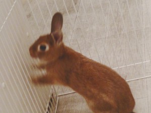 もなか0207-1