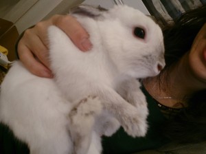 しらたま0208-1