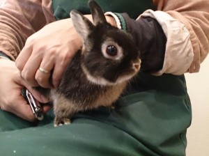 ひじき0215-2