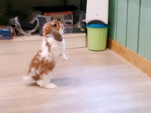 風太0222-1