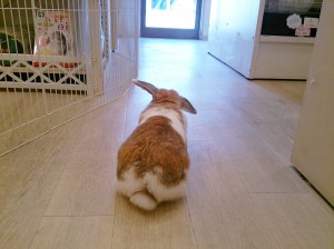 わか0221-2