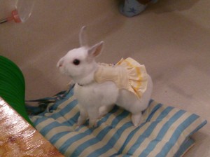 ゆき0215-1