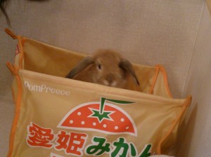 ぴょんこ0305-1