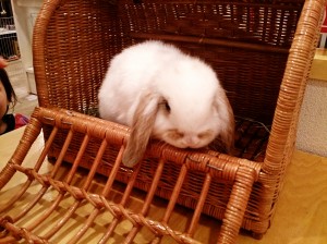 ちゃま0316-1