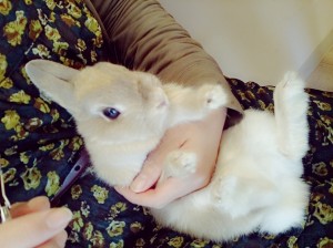 ぴょんこ0228