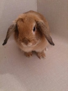 ぴょんこ0307