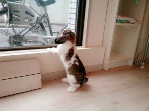 モフ0419