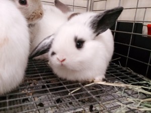 Camera360写真シェア (1)
