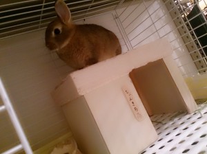 ぴょんきち1
