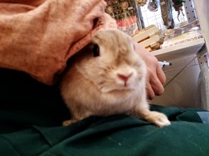 ぴょんこ0426