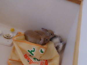 ルナ1