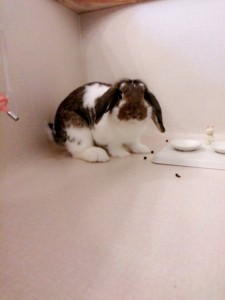 モフ0530
