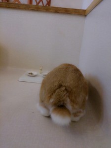 モカ2