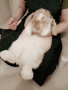 テト