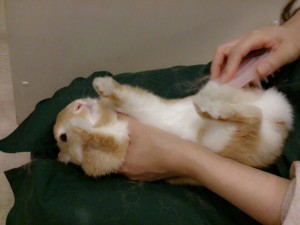 王子1