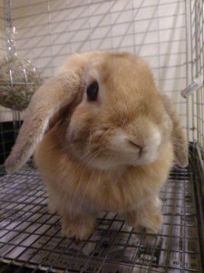 バンビ