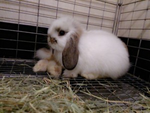 ブロークンチェストナット