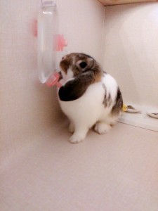 杏0523-1