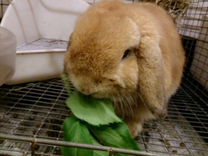あしたば1