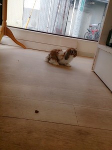 風太0628-1
