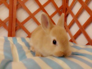 HE