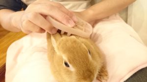 うさぎブラッシング