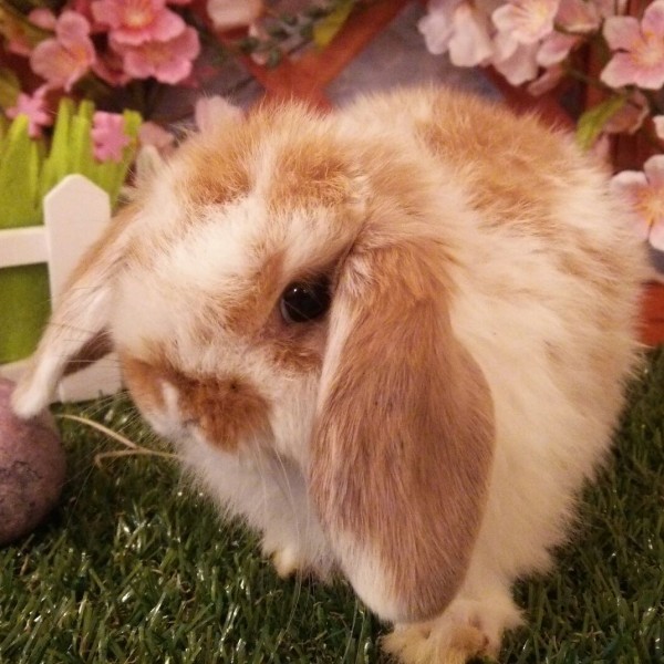 ホーランドロップ　ブロークンオレンジ（3Ｆ２）