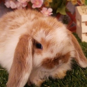 ホーランドロップ　ブロークンオレンジ（3Ｆ２）