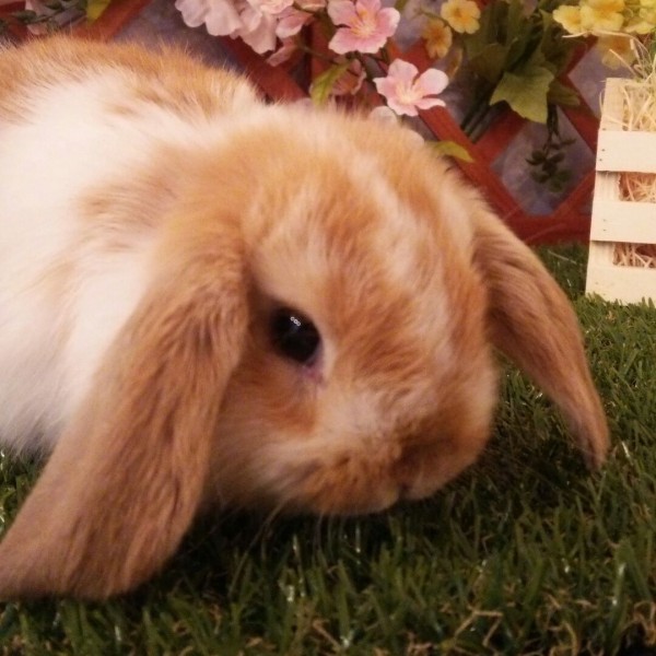 ホーランドロップ　ブロークンオレンジ（3ＡＨ）